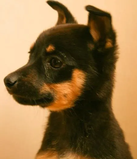 Cachorro ra a SRD idade 2 a 6 meses nome Famoso Neto, Branca
