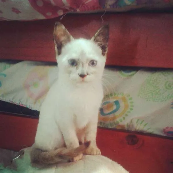Gato ra a não sei idade 2 a 6 meses nome não tem