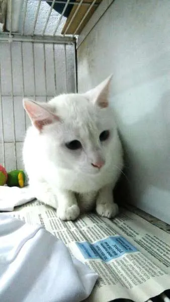 Gato ra a SRD idade 7 a 11 meses nome Nina