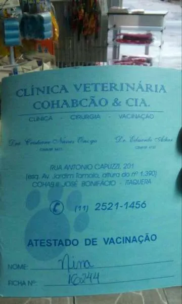 Gato ra a SRD idade 7 a 11 meses nome Nina