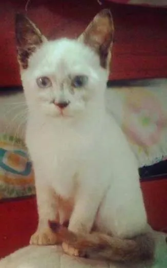 Gato ra a não sei idade 2 a 6 meses nome não tem