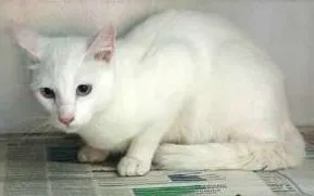 Gato ra a SRD idade 7 a 11 meses nome Nina