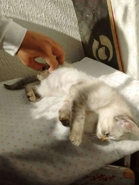Gato ra a Red point idade  nome Cereja