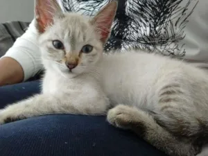 Gato raça Red point idade  nome Cereja