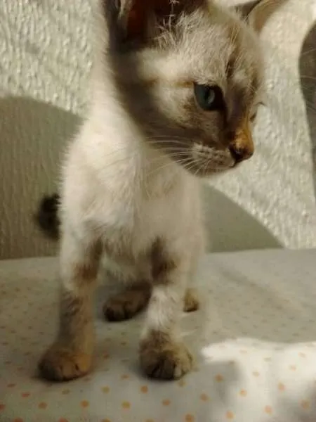 Gato ra a Red point idade  nome Cereja