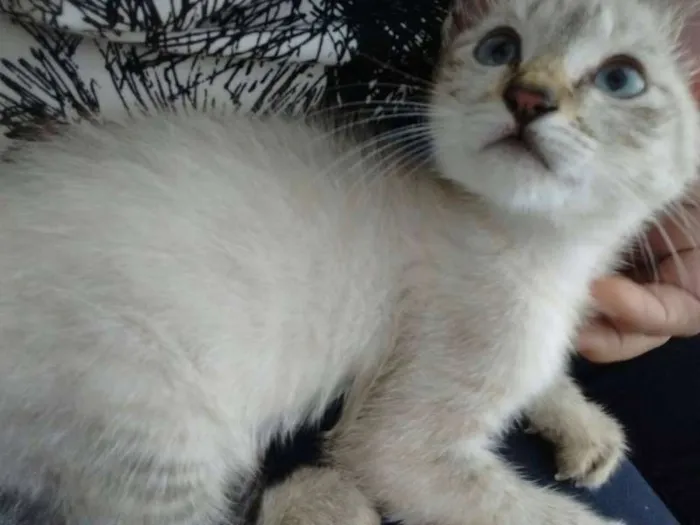 Gato ra a Red point idade  nome Cereja