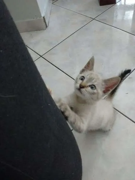 Gato ra a Red point idade  nome Cereja