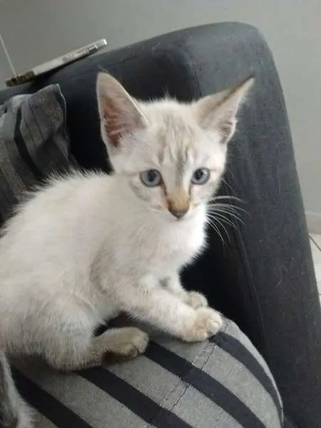 Gato ra a Red point idade  nome Cereja