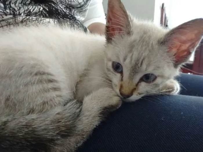 Gato ra a Red point idade  nome Cereja