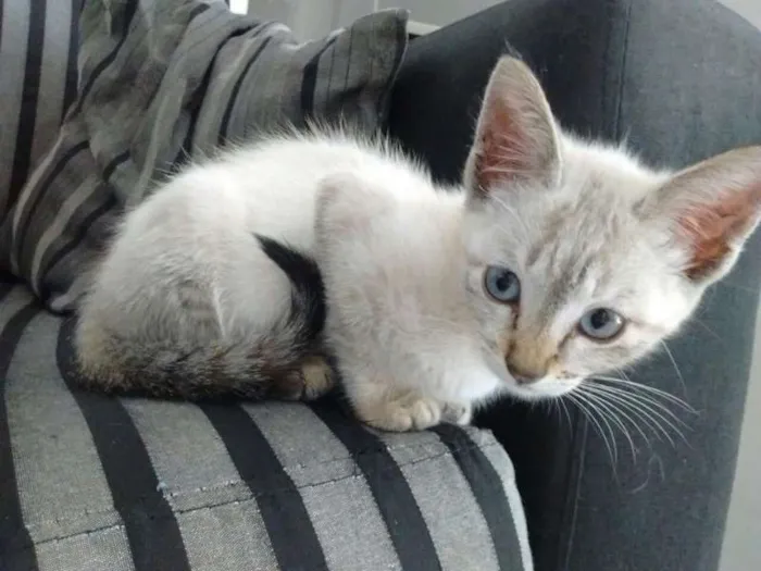 Gato ra a Red point idade  nome Cereja