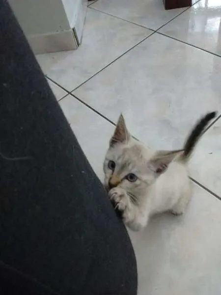 Gato ra a Red point idade  nome Cereja