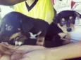 Bolinha e Toddynho