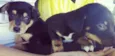 Bolinha e Toddynho