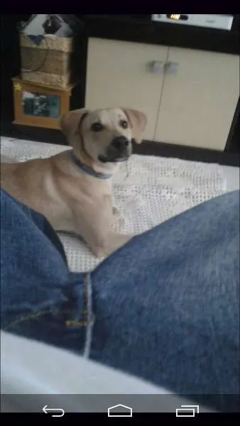 Cachorro ra a SRD idade 7 a 11 meses nome Marley GRATIFICA