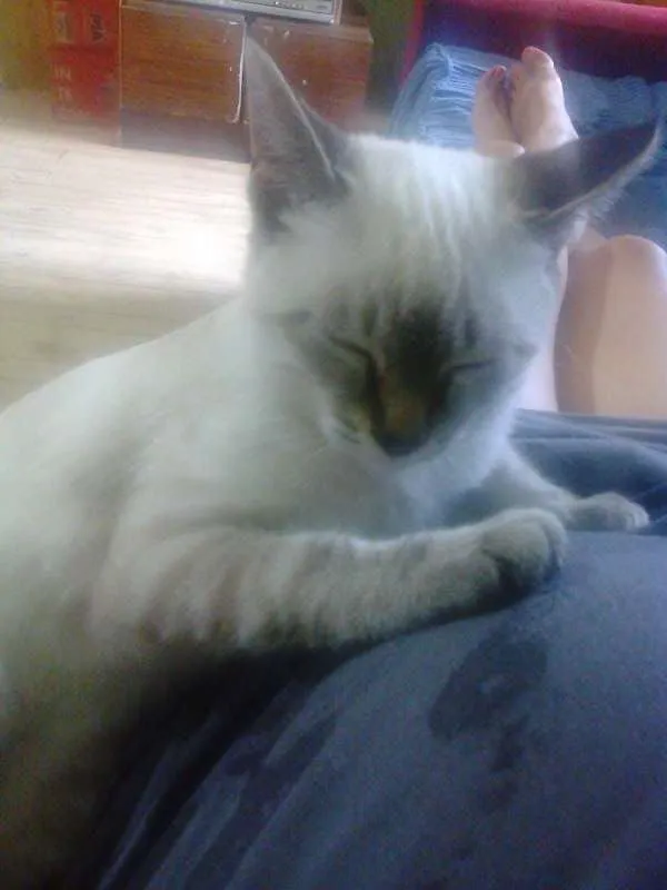 Gato ra a Siamês idade 2 a 6 meses nome gargamel