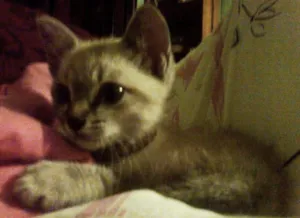 Gato raça Siamês idade 2 a 6 meses nome gargamel