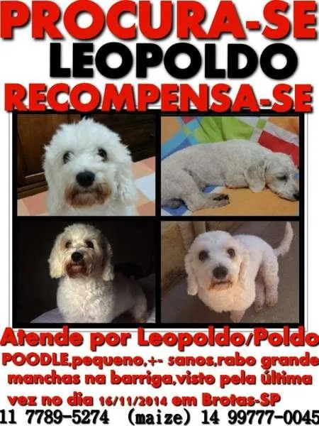 Cachorro ra a Poodle idade 5 anos nome Leopoldo/Poldo GRAT
