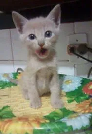 Gato ra a srd idade 2 a 6 meses nome Zeca