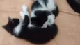 não ha