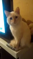 Branquelo