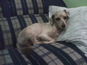 Cachorro raça MINI POODLE idade 6 ou mais anos nome NINA SACRAMENTO GRA