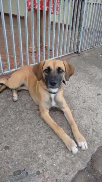 Cachorro ra a Srd idade 2 a 6 meses nome Filhote Fêmea