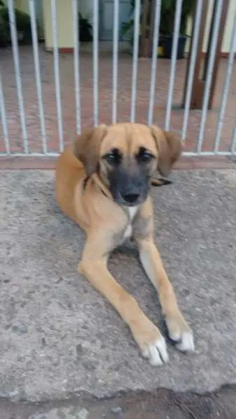 Cachorro ra a Srd idade 2 a 6 meses nome Filhote Fêmea
