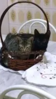 Pretinho, Rajadinha