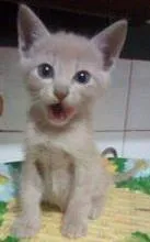 Gato raça srd idade 2 a 6 meses nome Zeca