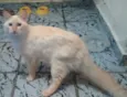 Branquelo