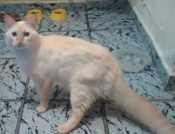 Gato ra a Não definida idade 1 ano nome Branquelo