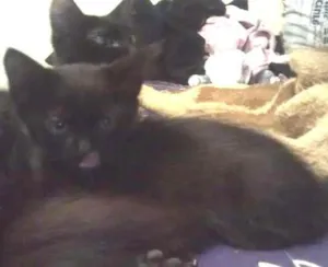 Gato raça Não definida idade 2 a 6 meses nome Fumaça