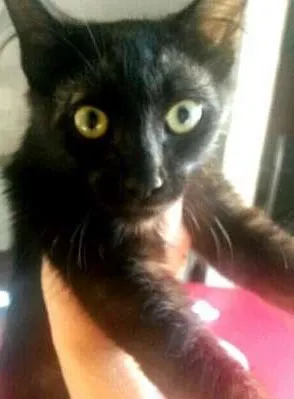 Gato raça  idade 2 a 6 meses nome Alfredo