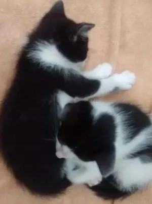 Gato raça sem definiçao idade Abaixo de 2 meses nome não ha
