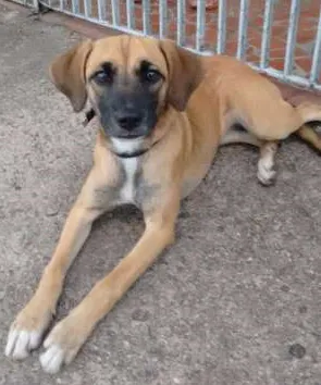 Cachorro raça Srd idade 2 a 6 meses nome Filhote Fêmea