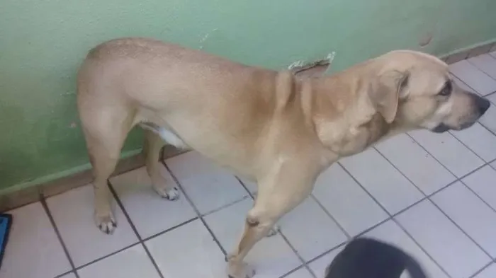 Cachorro ra a Fila com labrador idade 3 anos nome Bob