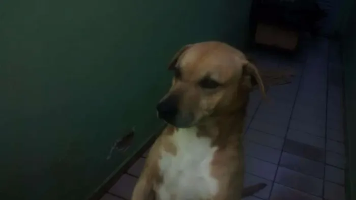 Cachorro ra a Fila com labrador idade 3 anos nome Bob