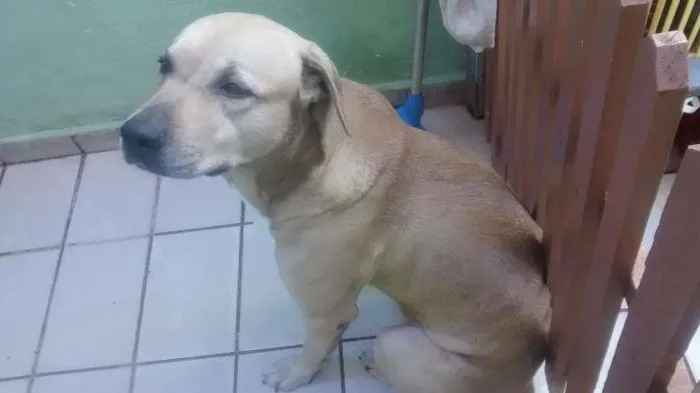 Cachorro ra a Fila com labrador idade 3 anos nome Bob