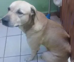 Cachorro raça Fila com labrador idade 3 anos nome Bob