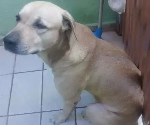 Cachorro ra a Fila com labrador idade 3 anos nome Bob