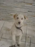  Alemão