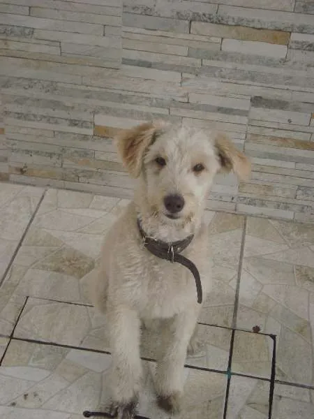 Cachorro ra a Desconhecida idade 7 a 11 meses nome  Alemão