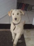 Alemão