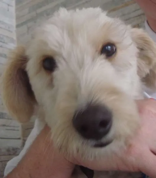 Cachorro ra a Desconhecida idade 7 a 11 meses nome  Alemão