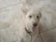  Alemão