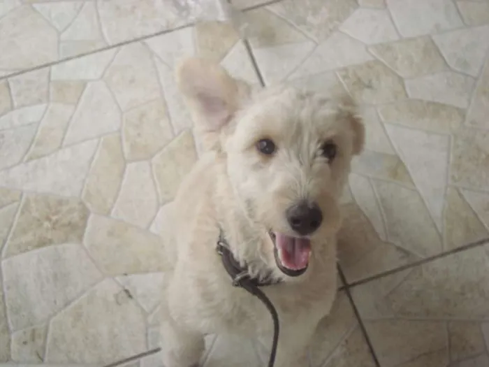 Cachorro ra a Desconhecida idade 7 a 11 meses nome  Alemão