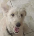  Alemão