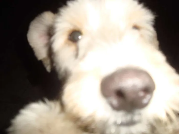 Cachorro ra a Desconhecida idade 7 a 11 meses nome  Alemão