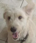  Alemão