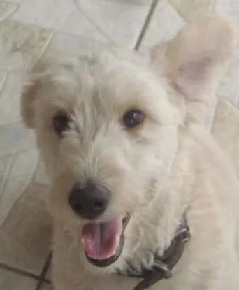 Cachorro ra a Desconhecida idade 7 a 11 meses nome  Alemão